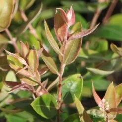 Austromyrtus Blush - Pink Midgem Berry 17 Austromyrtus Blush - Pink Midgem Berry -Felco Shop apo austromyrtus blush winter colour