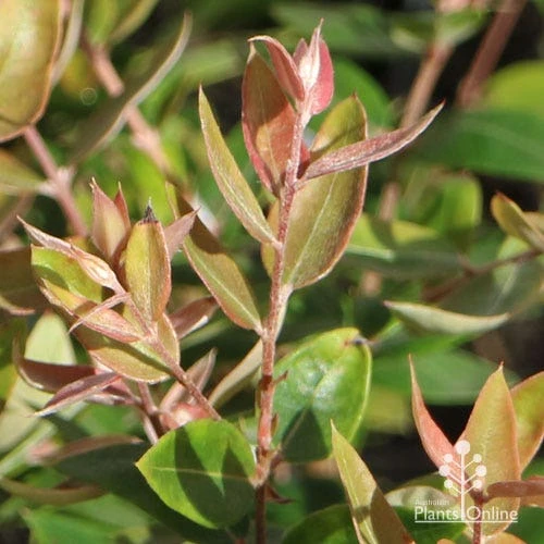 Austromyrtus Blush - Pink Midgem Berry 9 Austromyrtus Blush - Pink Midgem Berry - Image 9