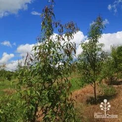 Backhousia Anisata - Aniseed Myrtle 14 Backhousia Anisata - Aniseed Myrtle -Felco Shop apo backhousia anisata habit