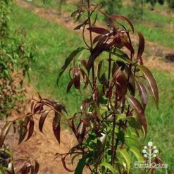 Backhousia Anisata - Aniseed Myrtle 13 Backhousia Anisata - Aniseed Myrtle -Felco Shop apo backhousia anisata leaf colour