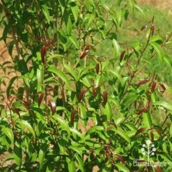 Backhousia Anisata - Aniseed Myrtle 18 Backhousia Anisata - Aniseed Myrtle -Felco Shop apo backhousia anisata new leaves