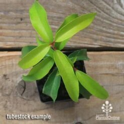 Backhousia Anisata - Aniseed Myrtle 19 Backhousia Anisata - Aniseed Myrtle -Felco Shop apo backhousia anisata tubestock top