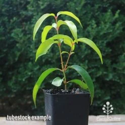 Backhousia Anisata - Aniseed Myrtle 15 Backhousia Anisata - Aniseed Myrtle -Felco Shop apo backhousia anisata tubestock2