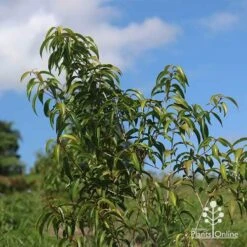 Backhousia Anisata - Aniseed Myrtle 17 Backhousia Anisata - Aniseed Myrtle -Felco Shop apo backhousia anisata young