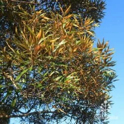 Grevillea Baileyana - Brown Silky Oak -Felco Shop apo baileyana gold foliage