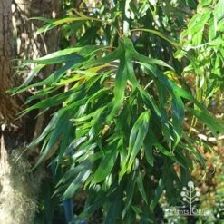 Grevillea Baileyana - Brown Silky Oak -Felco Shop apo baileyana green foliage