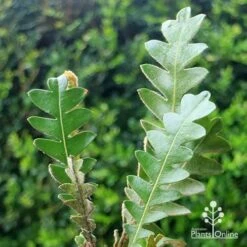 Banksia Blechnifolia 23 Banksia Blechnifolia -Felco Shop apo banksia blechnifolia tubestock close