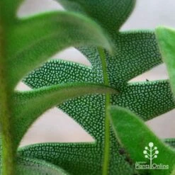 Banksia Blechnifolia 16 Banksia Blechnifolia -Felco Shop apo banksia blechnifolia under leaf