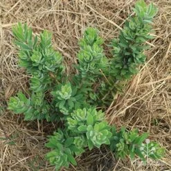 Callistemon Better John -Felco Shop apo better john above