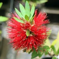 Callistemon Better John -Felco Shop apo better john callistemon flower