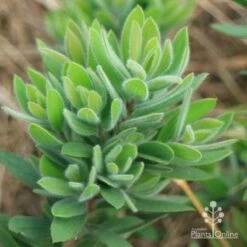 Callistemon Better John -Felco Shop apo better john foliage closeup