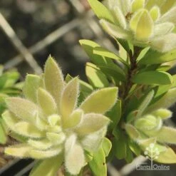 Callistemon Better John -Felco Shop apo better john new fluffy leaf