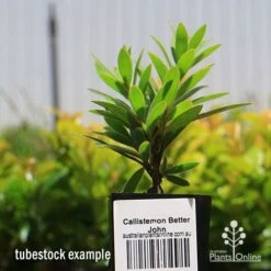 Callistemon Better John -Felco Shop apo better john tubestock