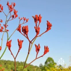 Anigozanthos Big Red - Kangaroo Paw -Felco Shop apo big red at farm