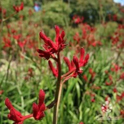 Anigozanthos Big Red - Kangaroo Paw -Felco Shop apo big red kangaroo paw flower