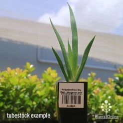 Anigozanthos Big Red - Kangaroo Paw -Felco Shop apo big red kangaroo paw tubestock