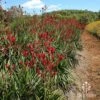 Anigozanthos Big Red - Kangaroo Paw