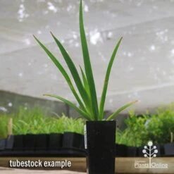 Anigozanthos Big Red - Kangaroo Paw -Felco Shop apo big red tubestock