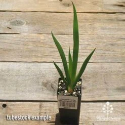 Anigozanthos Big Red - Kangaroo Paw -Felco Shop apo big red tubestock 1