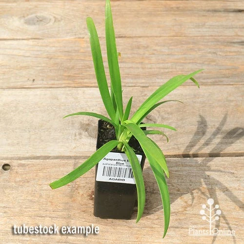 Agapanthus Bingo Blue 3 Agapanthus Bingo Blue - Image 3