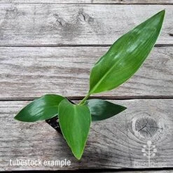 Strelitzia Reginae - Bird Of Paradise -Felco Shop apo bird of paradise tubestock top