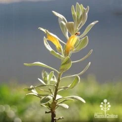 Eremophila Blue Horizon - Emu Bush -Felco Shop apo blue horizon eremophila flowers