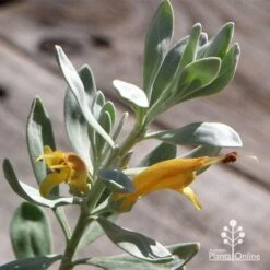 Eremophila Blue Horizon - Emu Bush -Felco Shop apo blue horizon flowers