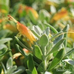 Eremophila Blue Horizon - Emu Bush -Felco Shop apo blue horizon july
