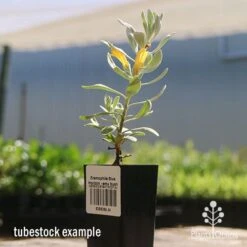 Eremophila Blue Horizon - Emu Bush -Felco Shop apo blue horizon tubestock flowering