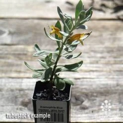 Eremophila Blue Horizon - Emu Bush -Felco Shop apo blue horizon tubestock top