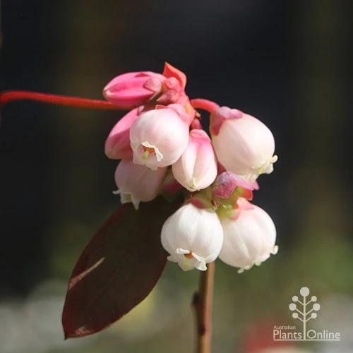 Blueberry Sunshine Blue 1 Blueberry Sunshine Blue