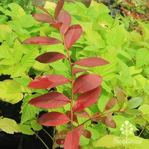 Blueberry Sunshine Blue 6 Blueberry Sunshine Blue - Image 6