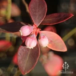 Blueberry Sunshine Blue 15 Blueberry Sunshine Blue -Felco Shop apo blueberry sunshine blue winter colour