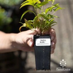 Nandina BLUSH­ -Felco Shop apo blush tube