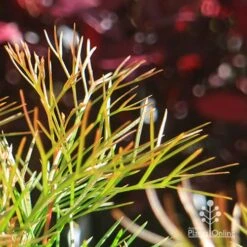 Grevillea Bon Accord -Felco Shop apo bon accord bronze foliage