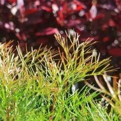 Grevillea Bon Accord -Felco Shop apo bon accord bronze foliage2