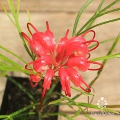 Grevillea Bon Accord -Felco Shop apo bon accord grevillea flower
