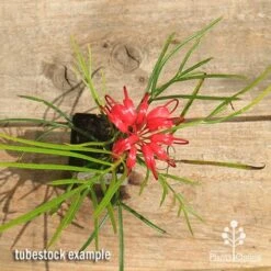 Grevillea Bon Accord -Felco Shop apo bon accord grevillea tubestock flowering top