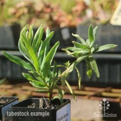 Grevillea Bonnie Prince Charlie -Felco Shop apo bonnie prince charlie grevillea tubestock