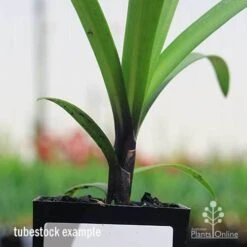 Agapanthus Buccaneer 11 Agapanthus Buccaneer -Felco Shop apo buccaneer purple stem