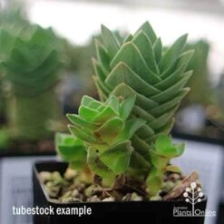 Crassula Buddha’s Temple - Succulent -Felco Shop apo buddhas temple baby buddhas