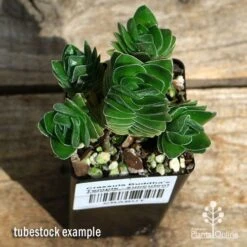 Crassula Buddha’s Temple - Succulent -Felco Shop apo buddhas temple cluster above
