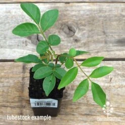 Burdekin Plum - Pleiogynium 19 Burdekin Plum - Pleiogynium -Felco Shop apo burdekin tubestock top