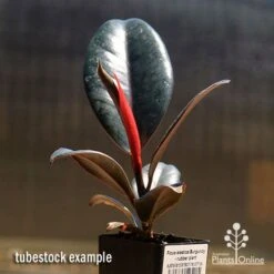 Ficus Elastica Burgundy - Rubber Plant -Felco Shop apo burgundy rubber plant tubestock
