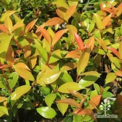 Syzygium Bush Christmas - Lilly Pilly 19 Syzygium Bush Christmas - Lilly Pilly -Felco Shop apo bush christmas foliage