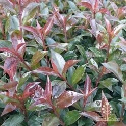 Syzygium Bush Christmas - Lilly Pilly 27 Syzygium Bush Christmas - Lilly Pilly -Felco Shop apo bush christmas foliage colour