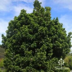 Syzygium Bush Christmas - Lilly Pilly 26 Syzygium Bush Christmas - Lilly Pilly -Felco Shop apo bush christmas syzygium nursery