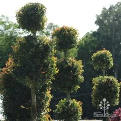 Syzygium Bush Christmas - Lilly Pilly 23 Syzygium Bush Christmas - Lilly Pilly -Felco Shop apo bush christmas topiaries