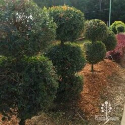 Syzygium Bush Christmas - Lilly Pilly 29 Syzygium Bush Christmas - Lilly Pilly -Felco Shop apo bush christmas topiary balls