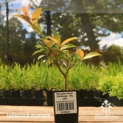 Syzygium Bush Christmas - Lilly Pilly 17 Syzygium Bush Christmas - Lilly Pilly -Felco Shop apo bush christmas tubestock